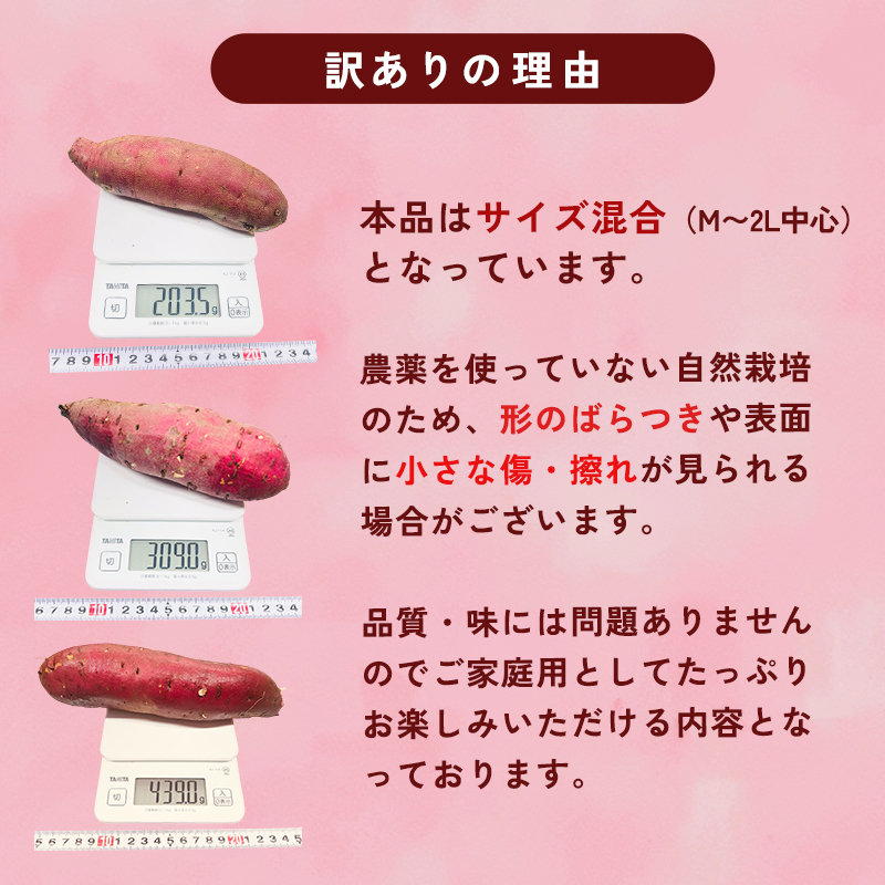 【2027年1月以降発送】 【訳あり】 舞鶴産 熟成さつまいも 2kg （紅はるか） 無選別 M～2L混合  | サツマイモ 完熟 越冬 熟成 焼き芋用 ねっとり 高糖度 無農薬 スイーツ 蜜芋 キュアリング 秋収穫 保存食 京都 舞鶴