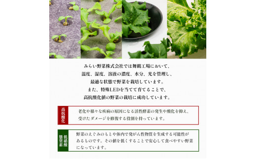 【 定期便 】 みらい乃野菜 はんなりレタス 12袋 720g 4回 40,000円