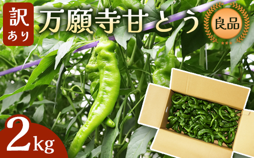 【訳あり】 万願寺甘とう 良品 2kg | 形・長さ不揃い 辛くない京野菜 夏限定 味覚 肉厚 ジューシー 京都産 旬 季節の野菜 詰め合わせ 京のブランド産品 京野菜 万願寺 まんがんじ 野菜 夏野菜 お土産 手土産 JA 京都 綾部
