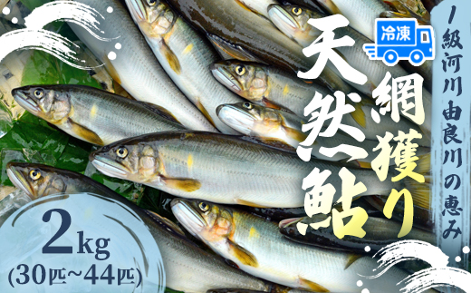 天然鮎 網獲り 冷凍 約2kg（約30匹〜44匹）【 由良川の網獲り 由良川漁協 冷凍あゆ 冷凍鮎 高鮮度 冷凍 あゆ 鮎 魚 さかな 舞鶴 京都 】
