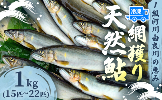 天然鮎 網獲り 冷凍 約1kg（約15匹〜22匹）【 由良川の網獲り 由良川漁協 冷凍あゆ 冷凍鮎 高鮮度 冷凍 あゆ 鮎 魚 さかな 舞鶴 京都 】