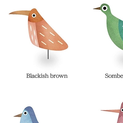 京éœã»ç¶Ÿéšã®çããç³»äœå®¶/ãçµµç»ããBIRDãé¡è£
ãµã€ãº526mmx412mmã1090804ã