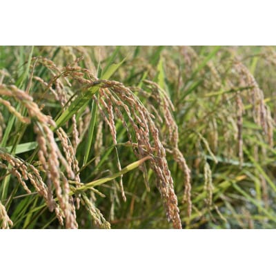 〜栽培期間中 稲穂に農薬不使用〜京都のお米  令和7年産コシヒカリ5kg【精米】【1674695】