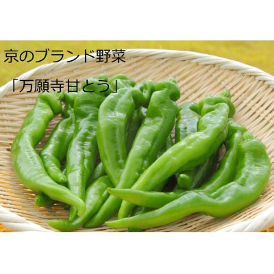 甘くて美味しい。京のブランド産品「万願寺甘とう」秀品600g【配送不可地域：離島】【1731209】