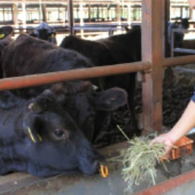 ãæ¯æå®æäŸ¿ã 京éœå§«ç MIX圩ãããçŒãçš500g(ããŒã¹ãã¢ã¢ãã«ã«ã)å
š6åãé
éäžå¯å°åïŒé¢å³¶ãã4010982ã