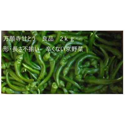 「訳あり品」万願寺甘とう　2kg【配送不可地域：離島】【1731211】