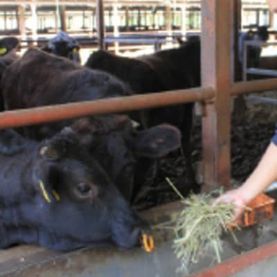 京éœå§«çã赀身çŒè500g(ã¢ã¢)ãé
éäžå¯å°åïŒé¢å³¶ãã1224746ã