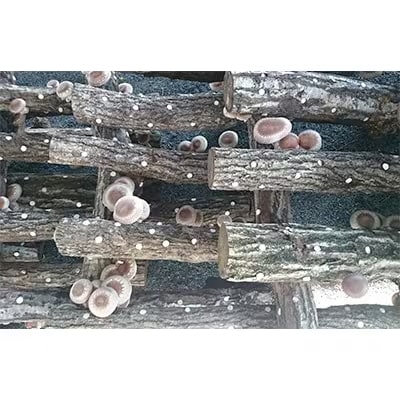 綾部市　化粧箱入り原木乾しいたけ150g【1097591】