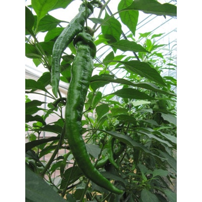 甘い!美味い!辛くない!京のブランド産品「万願寺甘とう」 2kg【配送不可地域：離島】【1483933】