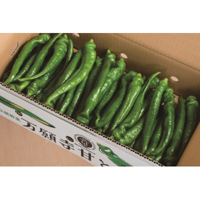 甘い!美味い!辛くない!京のブランド産品「万願寺甘とう」 2kg【配送不可地域：離島】【1483933】