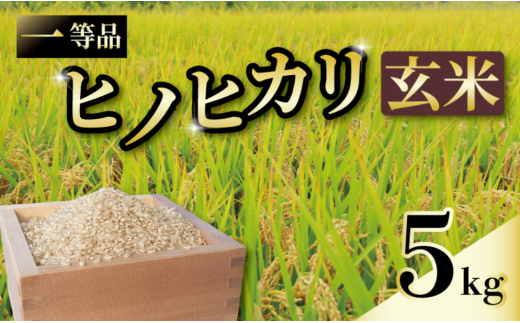 一等品 京都府産 ヒノヒカリ 5kg 玄米 宇治 ごはん ひのひかり 令和6年産 京都 京都府 減農薬 EJ04