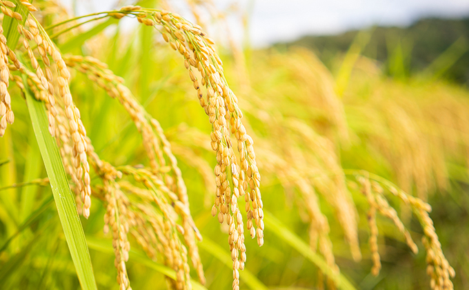 令和7年産 特別栽培米つやっ娘米 5kg 丹後こしひかり お米 米 ご飯 コシヒカリ お米 つやっ娘 丹後 宮津 京都 海の京都 特別栽培米 グルメ  myz06 myz11 myz19