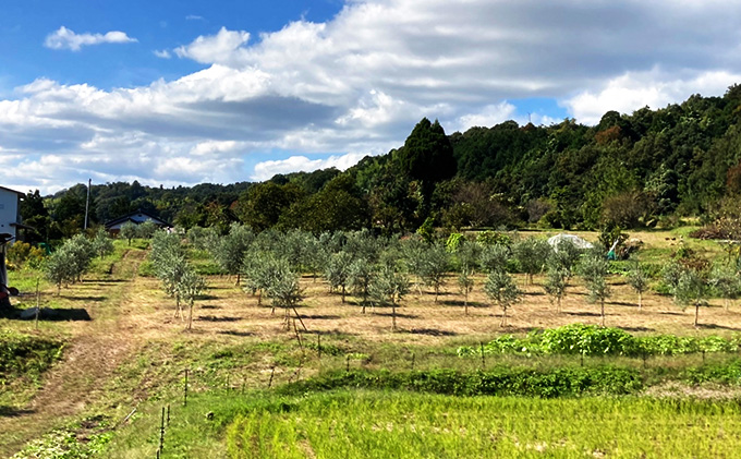 莠ャ驛ス螳ョ豢・ 繧ェ繝ェ繝シ繝悶ョ讓ケ縺ョ繧ェ繝シ繝翫シシ3蟷エ髢難シ 繝√こ繝繝 繧ェ繝シ繝翫シ讓ゥ 繧ェ繝ェ繝シ繝悶が繧、繝ォ 螳ョ豢・逕」 100シ 繧、繧ソ繝ェ繧「 繝医せ繧ォ繝シ繝顔肇 繝悶Ξ繝ウ繝 繧ョ繝輔ヨ 蜿守ゥォ 菴馴ィ 遏ウ縺代s 髢「騾」蝠蜩 縺雁ア翫¢