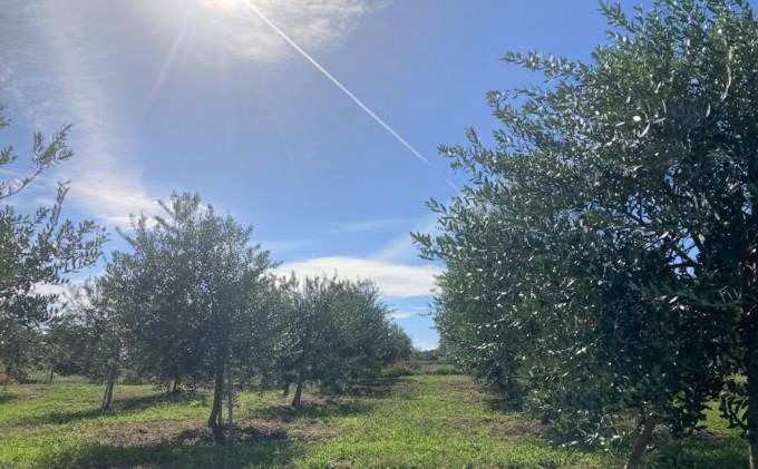 莠ャ驛ス螳ョ豢・ 繧ェ繝ェ繝シ繝悶ョ讓ケ縺ョ繧ェ繝シ繝翫シシ3蟷エ髢難シ 繝√こ繝繝 繧ェ繝シ繝翫シ讓ゥ 繧ェ繝ェ繝シ繝悶が繧、繝ォ 螳ョ豢・逕」 100シ 繧、繧ソ繝ェ繧「 繝医せ繧ォ繝シ繝顔肇 繝悶Ξ繝ウ繝 繧ョ繝輔ヨ 蜿守ゥォ 菴馴ィ 遏ウ縺代s 髢「騾」蝠蜩 縺雁ア翫¢