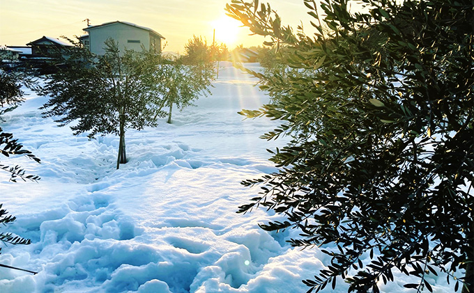 莠ャ驛ス螳ョ豢・ 繧ェ繝ェ繝シ繝悶ョ讓ケ縺ョ繧ェ繝シ繝翫シシ3蟷エ髢難シ 繝√こ繝繝 繧ェ繝シ繝翫シ讓ゥ 繧ェ繝ェ繝シ繝悶が繧、繝ォ 螳ョ豢・逕」 100シ 繧、繧ソ繝ェ繧「 繝医せ繧ォ繝シ繝顔肇 繝悶Ξ繝ウ繝 繧ョ繝輔ヨ 蜿守ゥォ 菴馴ィ 遏ウ縺代s 髢「騾」蝠蜩 縺雁ア翫¢