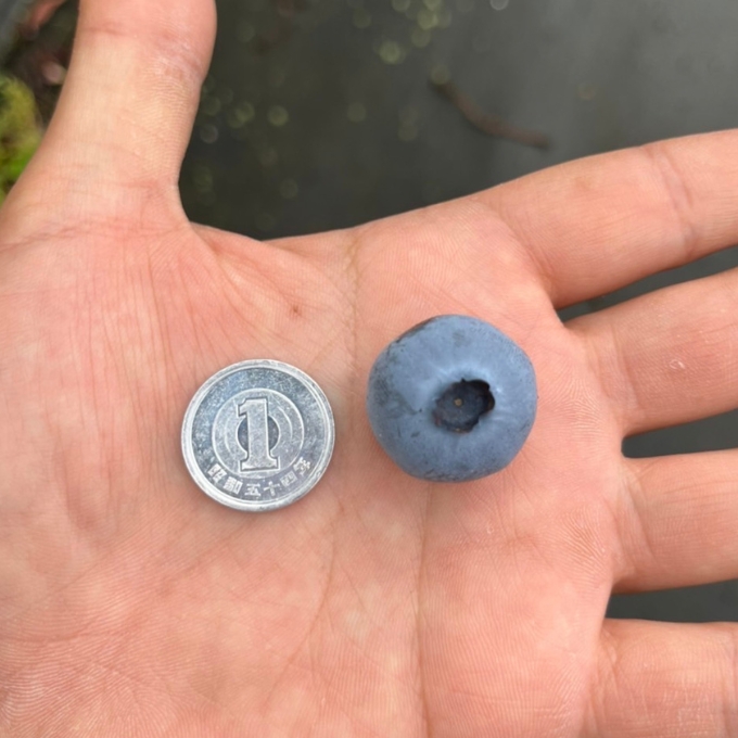 京都 天橋立産 冷凍 ブルーベリー 1kg（500g×2パック）（生食用）