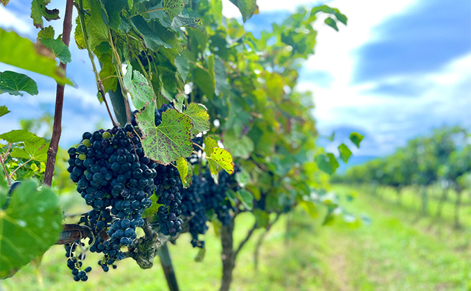 ããµãããšçŽçšã èµ€ã¯ã€ã³ 京éœç£ 2022ãã¥ã«ãŒãžã¥ã·ã£ã«ãã³ ããçå£ 720mlÃ2æ¬ã 倩æ©ç«ã¯ã€ããªãŒ ãã¯ã€ã³ wine 倩æ©ç«