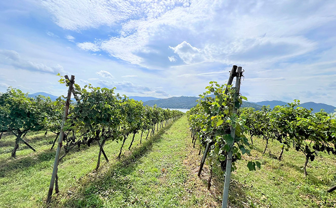 èµ€ã¯ã€ã³ 京éœç£ 2022èïŒãããïŒ èŸå£ 720ml ã 倩æ©ç«ã¯ã€ããªãŒ ã