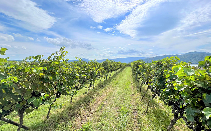 ããµãããšçŽçšã èµ€ã¯ã€ã³ 京éœç£ 2022ãã¥ã«ãŒãžã¥ã·ã£ã«ãã³ ããçå£ 720mlÃ2æ¬ã 倩æ©ç«ã¯ã€ããªãŒ ãã¯ã€ã³ wine 倩æ©ç«