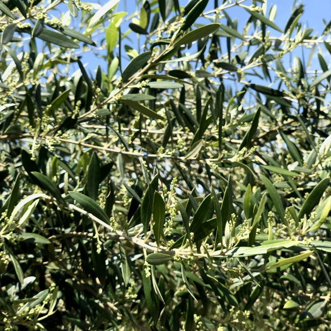 【ふるさと納税】京都宮津産 オーガニックオリーブ 石鹸 80g 植物性 保湿 美容 無添加 ソープ 天然 洗顔 固形 せっけん 手作り