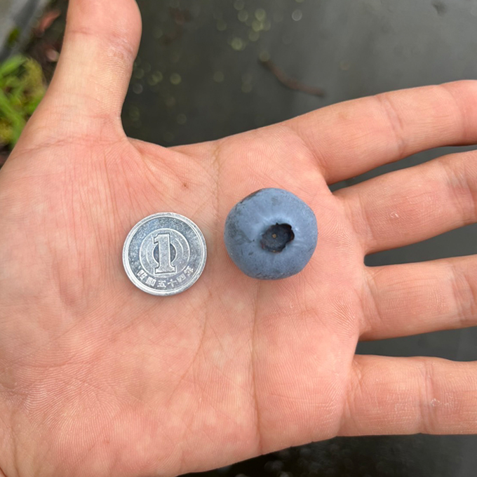 ããµãããšçŽçšã什å8幎å€å£äºçŽè²©å£² æã¿ã㊠çãã«ãŒããªãŒ 500g ããå±ãïŒ2026幎6æäžæ¬ïœ8ææ«ãŸã§ ããã«ãŒã ãã«ãŒããªãŒ