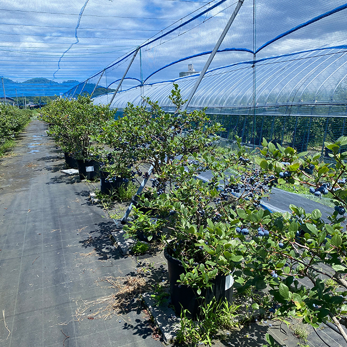 ããµãããšçŽçšã什å8幎å€å£äºçŽè²©å£² æã¿ã㊠çãã«ãŒããªãŒ 500g ããå±ãïŒ2026幎6æäžæ¬ïœ8ææ«ãŸã§ ããã«ãŒã ãã«ãŒããªãŒ