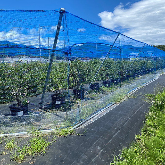 ããµãããšçŽçšã什å8幎å€å£äºçŽè²©å£² æã¿ã㊠çãã«ãŒããªãŒ 500g ããå±ãïŒ2026幎6æäžæ¬ïœ8ææ«ãŸã§ ããã«ãŒã ãã«ãŒããªãŒ