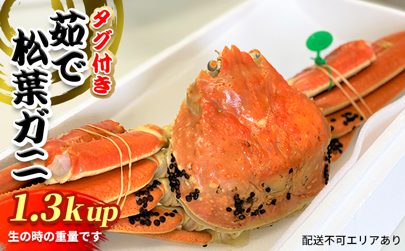松葉ガニ　茹で　タグ付き　1.3kg up《2024年11月中旬?12月中旬、もしくは、2025年1月中旬以降以降順次発送》