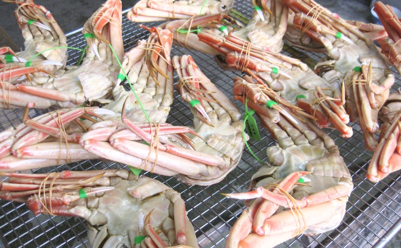 松葉蟹 ほぐし身（特々大）活き蟹 1100g級使用 甲羅盛り 〈お申込み～2026年7月中旬発送〉 蟹 カニ かに 松葉蟹 松葉ガニ ズワイガニ 剥き身 殻なし myz05 myz11 myz16