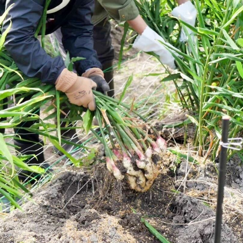 【2026年発送分予約】京都府産　新生姜 2kg 栽培期間中 農薬 化学肥料 除草剤不使用 生姜 しょうが 酢漬け 薬味 野菜 紅茶 ガリ チューハイ 健康 国産 おつまみ