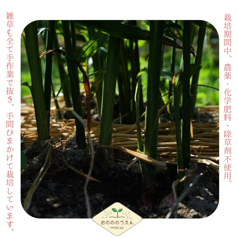 ã2026幎çºéåäºçŽã京éœåºç£ãæ°çå§ 3kg æ œå¹æéäž èŸ²è¬ ååŠè¥æ é€èå€äžäœ¿çš çå§ ãããã é
¢æŒ¬ã è¬å³ éè çŽ
è¶ ã¬ãª ãã¥ãŒã〠å¥åº· åœç£ ãã€ãŸã¿