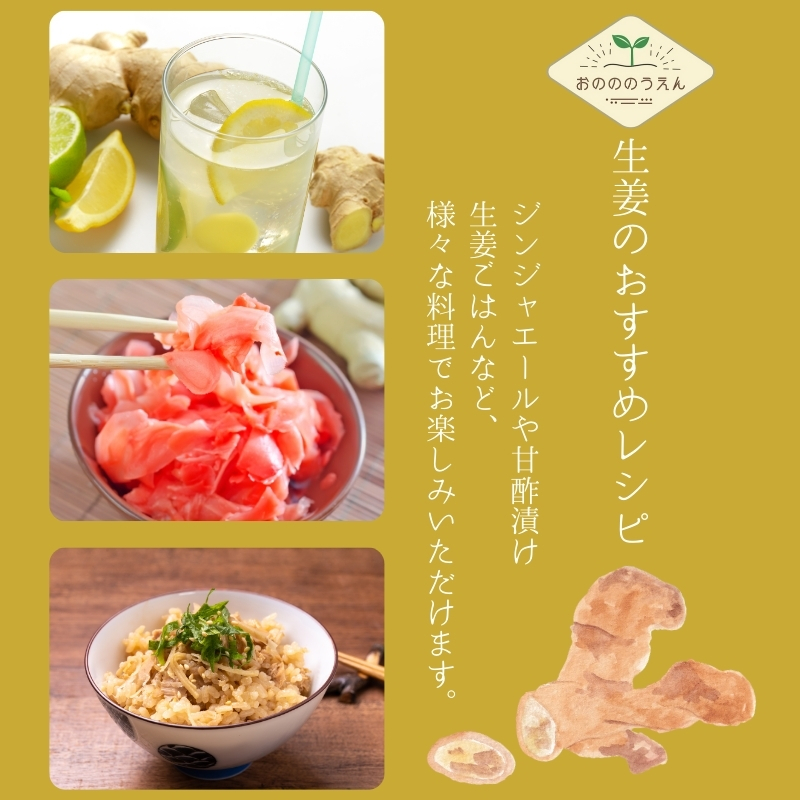 【2026年発送分予約】京都府産　新生姜 5kg 栽培期間中 農薬 化学肥料 除草剤不使用 生姜 しょうが 酢漬け 薬味 野菜 紅茶 ガリ チューハイ 健康 国産 おつまみ