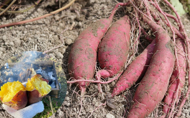【令和9年1月より順次出荷】京都府産　干し芋(紅はるか) 150g×3袋　さつまいも サツマイモ 紅はるか ねっとり 自家栽培 宮津市 京都府　栽培期間中農薬・化学肥料・除草剤不使用