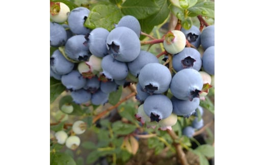 加工用 天橋立産冷凍ブルーベリー2kg