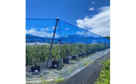 加工用 天橋立産冷凍ブルーベリー2kg