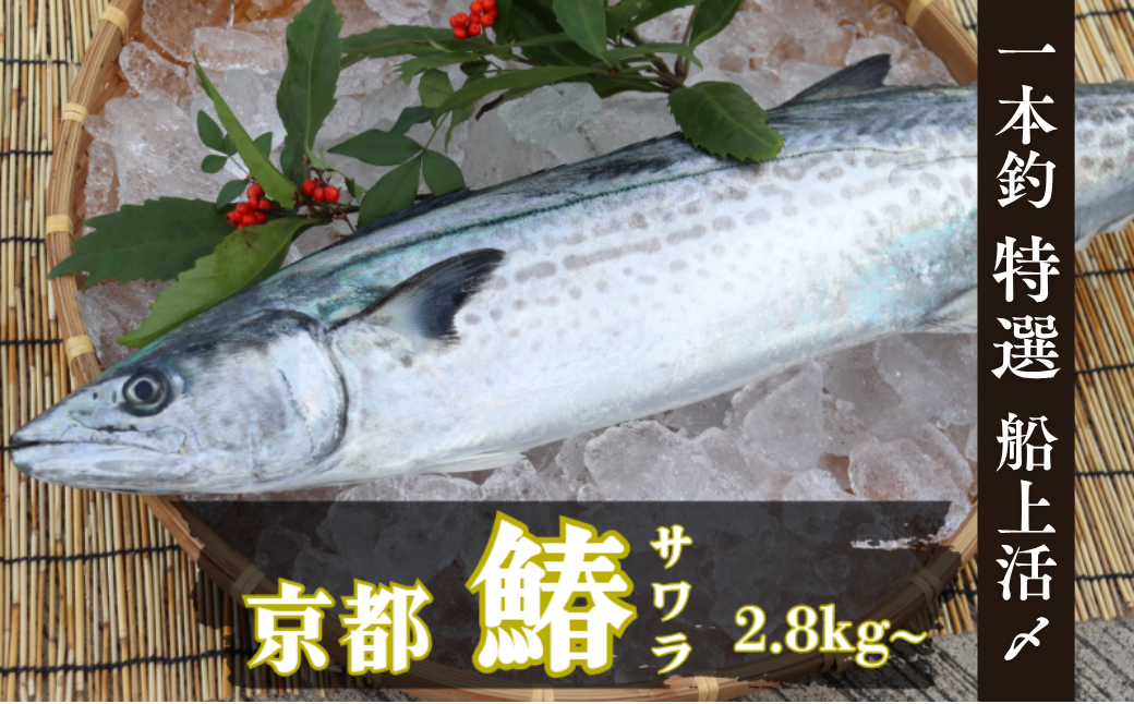 荳譛ャ驥」縲檎音驕ク闊ケ荳頑エサ縲繧オ繝ッ繝ゥ縲堺コャ驛ス螳ョ豢・