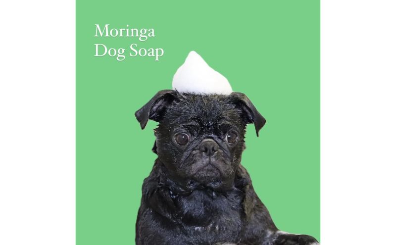 モリンガドックシャンプーバー3個 ペット用品 ペット ドッグシャンプー ペットシャンプー シャンプー 犬 犬用 サラサラ 低刺激 モリンガ 宮津市 京都府