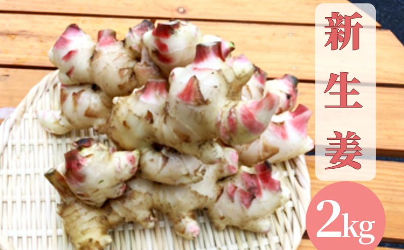 【先行予約】 新生姜 2kg 生姜 しょうが ショウガ 野菜 薬味 スパイス 辛味 大生姜 さわやか 宮津市 京都府