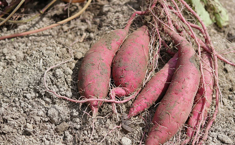 京éœåºç£ããµããã€ã¢ (çŽ
ã¯ãã) 5kgãæ œå¹æéäžèŸ²è¬ã»ååŠè¥æã»é€èå€äžäœ¿çš