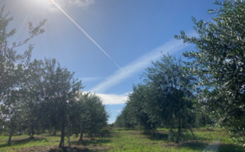 オリーブオイル 100g MAEDA OLIVE FARM 京都宮津産 100% 調味料 油 オイル オリーブ油 食用油 ギフトドレッシング 日用品 加工食品 天橋立 人気 おすすめ 健康