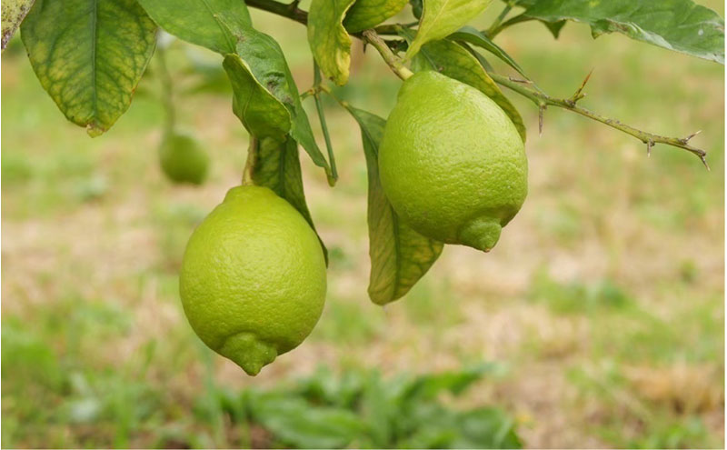 百章3点セット（檸檬胡椒・レモンシロップ・生姜の佃煮）　レモン れもん 調味料 スパイス 薬味 レモネード 佃煮 詰め合わせ 京都府 宮津市