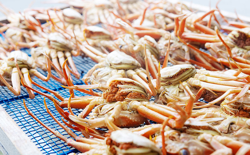 【配送日指定可】【数量限定】夫婦蟹 甲羅盛セット 松葉蟹 ほぐし身（特々特大）※活き蟹（1,200g級）とコッペがに（中サイズ3個）