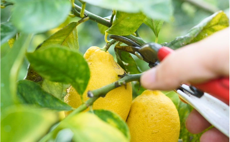 宮津産 レモン 1kg　国産 檸檬 柑橘類 果物 くだもの フルーツ  常温配送 京都府 宮津市