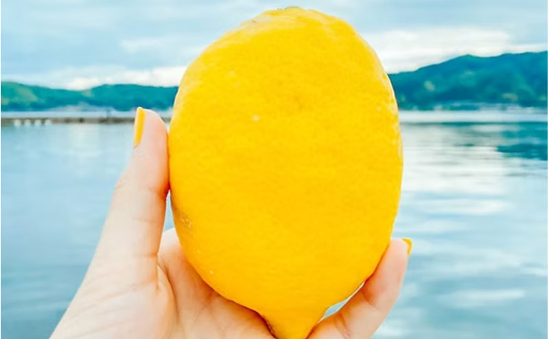 宮津産 レモン 3kg　国産 檸檬 柑橘類 果物 くだもの フルーツ 京都府 宮津市