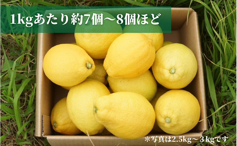 宮津産 レモン 3kg　国産 檸檬 柑橘類 果物 くだもの フルーツ 京都府 宮津市