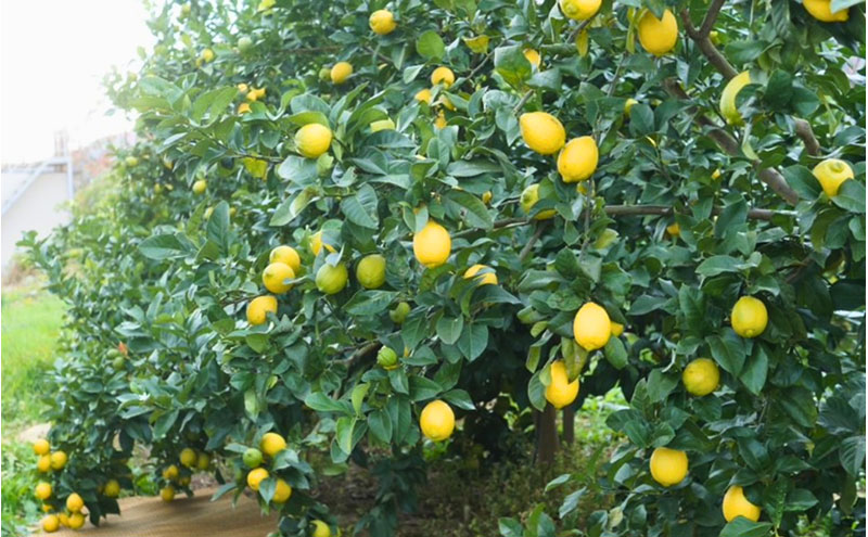 宮津産 レモン 1kg　国産 檸檬 柑橘類 果物 くだもの フルーツ  常温配送 京都府 宮津市