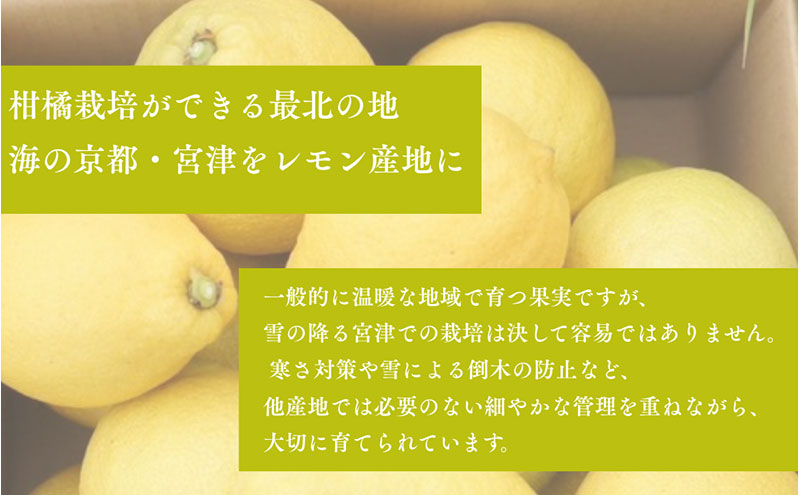 宮津産 レモン 1kg　国産 檸檬 柑橘類 果物 くだもの フルーツ  常温配送 京都府 宮津市