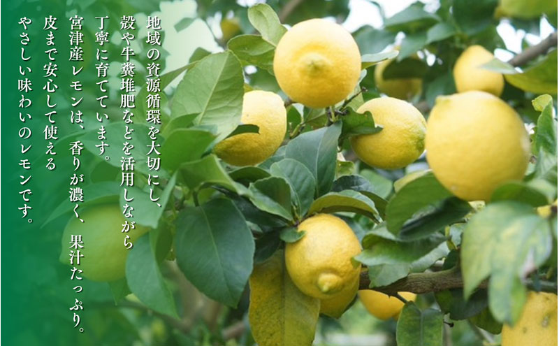 宮津産 レモン 1kg　国産 檸檬 柑橘類 果物 くだもの フルーツ  常温配送 京都府 宮津市