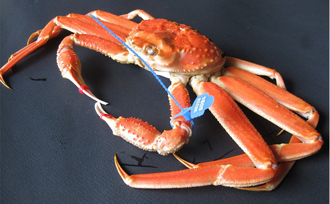 【配送日指定可】茹で松葉蟹 特上 1杯（1,200g級）〈11月中旬～2026年3月末頃発送〉 蟹 カニ かに 松葉蟹 松葉ガニ ズワイガニ ボイル