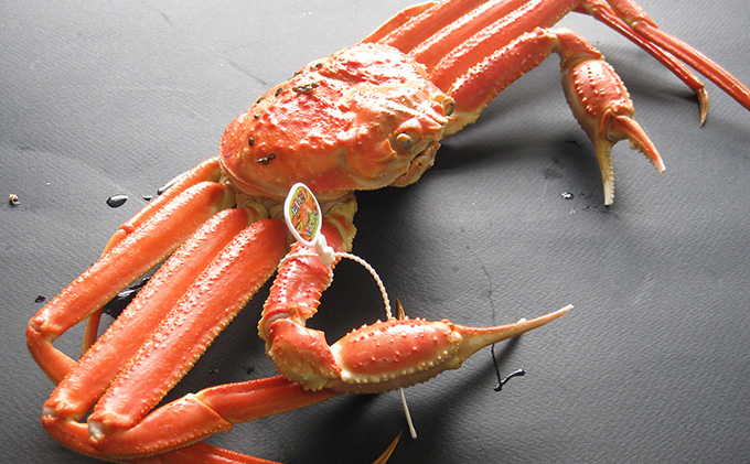 【配送日指定可】茹で松葉蟹 特上 1杯（1,200g級）〈11月中旬～2026年3月末頃発送〉 蟹 カニ かに 松葉蟹 松葉ガニ ズワイガニ ボイル